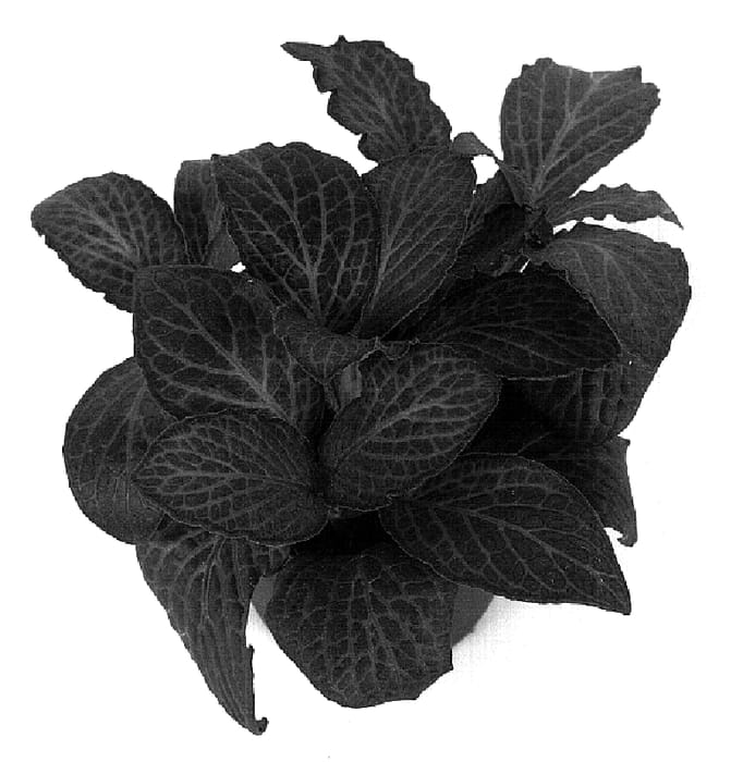 Figure 1 of US plant patent PP18225, the photograph of Pink Diamond printed in the patent.