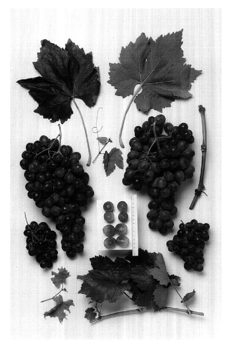Figure 1 of US plant patent PP18226, the photograph of 90-3437 printed in the patent.