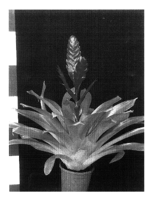 Figure 1 of US plant patent PP18227, the photograph of Stream printed in the patent.