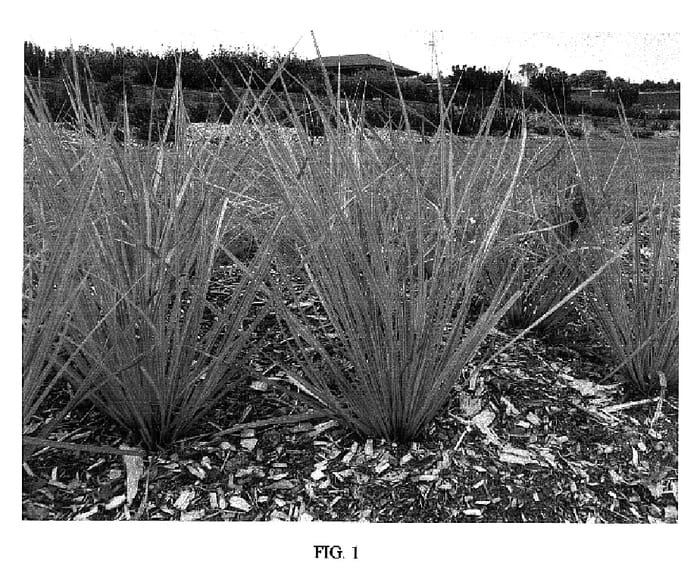 Figure 1 of US plant patent PP18228, the photograph of NNGF2 printed in the patent.