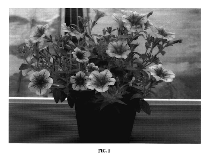 Figure 1 of US plant patent PP18229, the photograph of Sunsurfcopasamo printed in the patent.