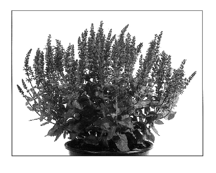 Figure 1 of US plant patent PP18230, the photograph of Sensation Rose printed in the patent.