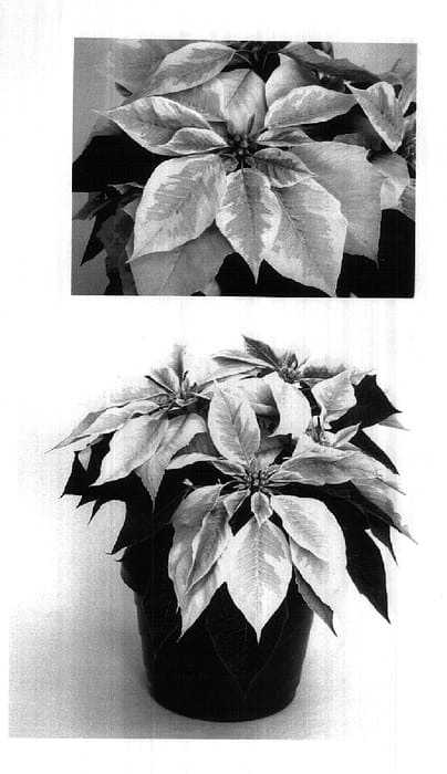 Figure 1 of US plant patent PP18231, the photograph of PER8603 printed in the patent.