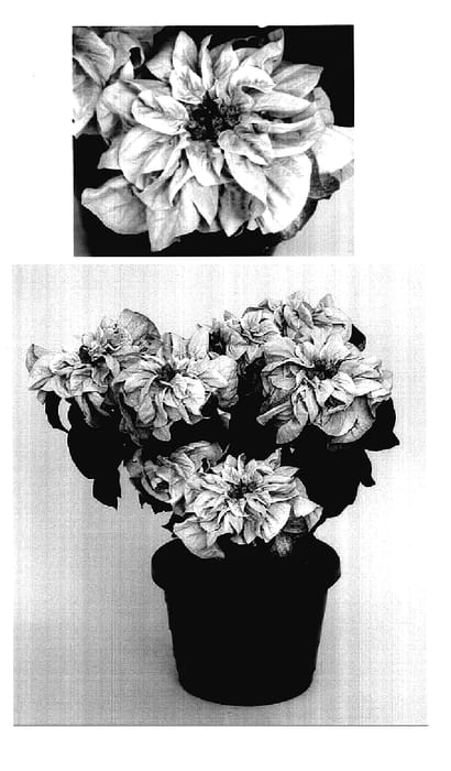 Figure 1 of US plant patent PP18232, the photograph of PER2004 printed in the patent.