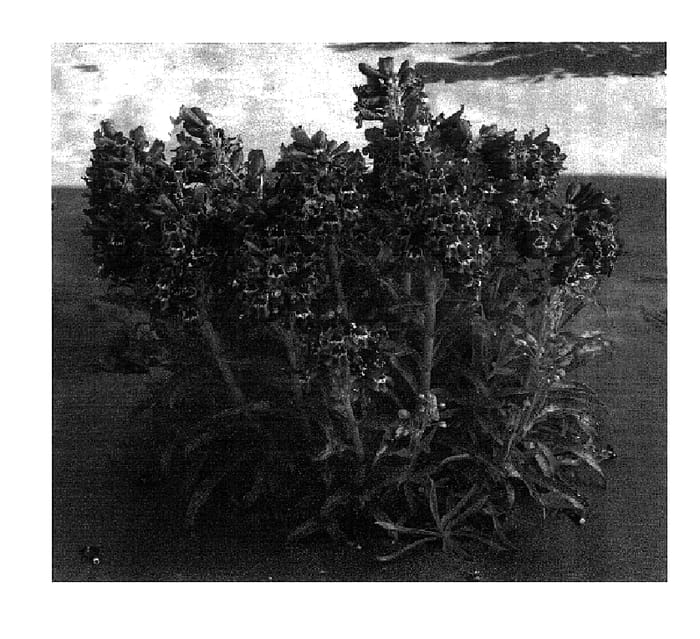 Figure 1 of US plant patent PP18233, the photograph of Crushed Grapes printed in the patent.
