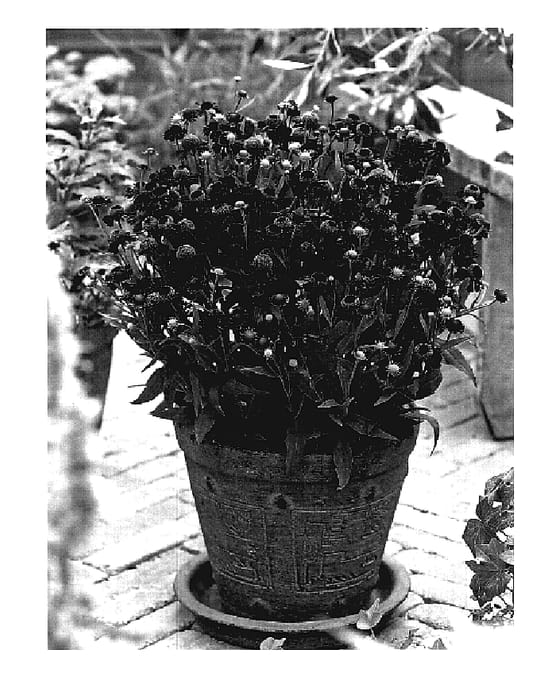 Figure 1 of US plant patent PP18234, the photograph of Ruby Tuesday printed in the patent.