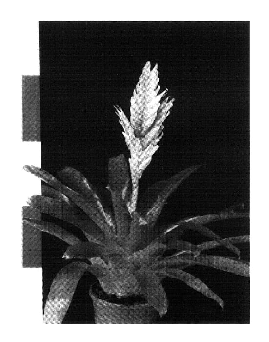 Figure 1 of US plant patent PP18235, the photograph of Energy printed in the patent.