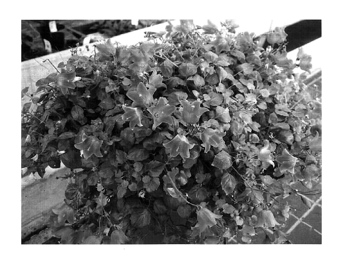 Figure 1 of US plant patent PP18236, the photograph of Camp Bule printed in the patent.