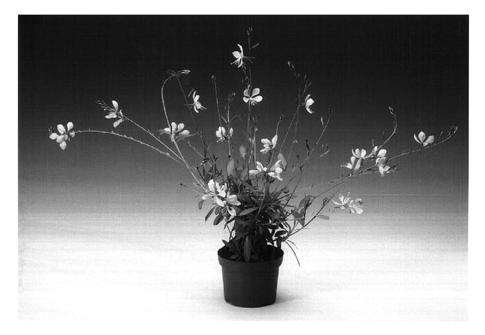 Figure 1 of US plant patent PP18237, the photograph of Gaudpin printed in the patent.