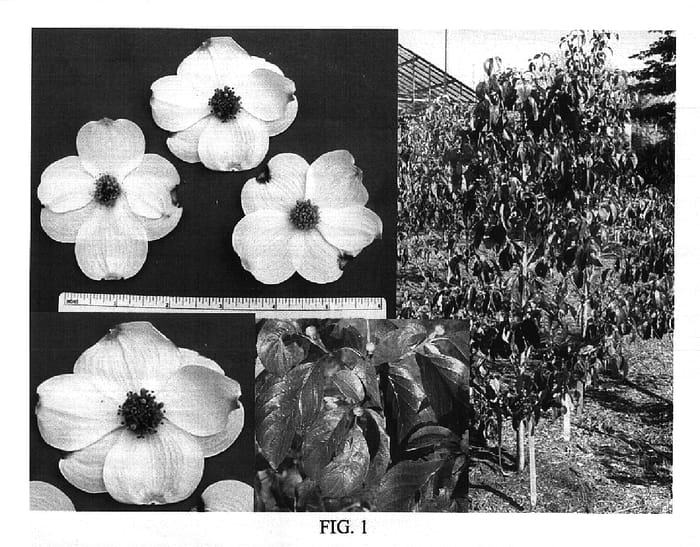 Figure 1 of US plant patent PP18238, the photograph of Appalachian Joy printed in the patent.