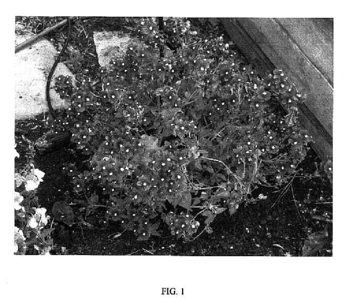 Figure 1 of US plant patent PP18239, the photograph of FLEURCEL printed in the patent.