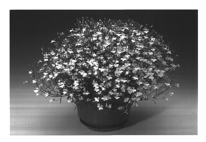 Figure 1 of US plant patent PP18240, the photograph of Lobmounwi printed in the patent.