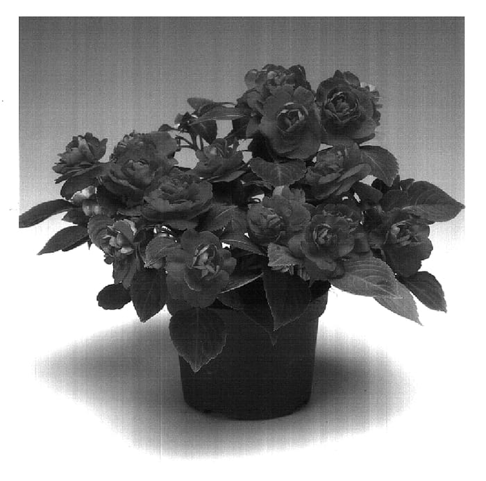 Figure 1 of US plant patent PP18241, the photograph of Imdosaor printed in the patent.
