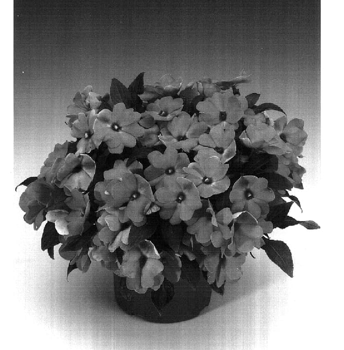 Figure 1 of US plant patent PP18242, the photograph of Ingmulros printed in the patent.