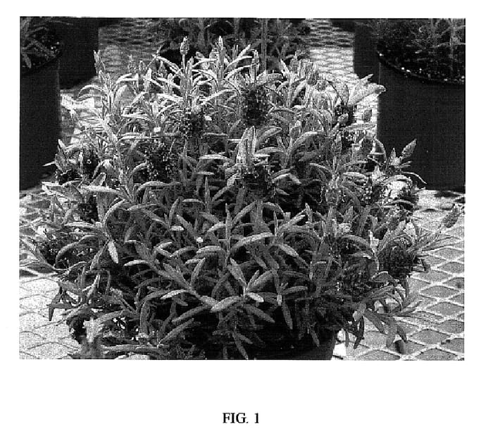 Figure 1 of US plant patent PP18243, the photograph of Sugarberry Ruffles printed in the patent.