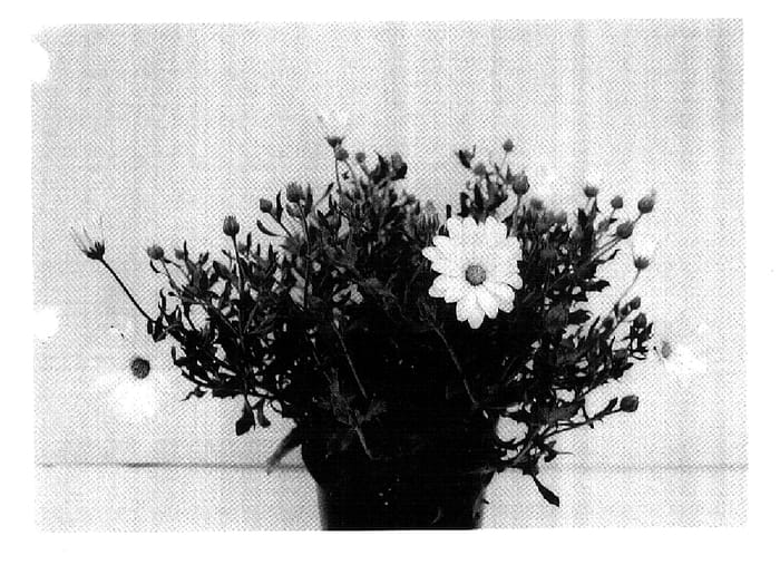 Figure 1 of US plant patent PP18244, the photograph of GG DEL WY06 printed in the patent.