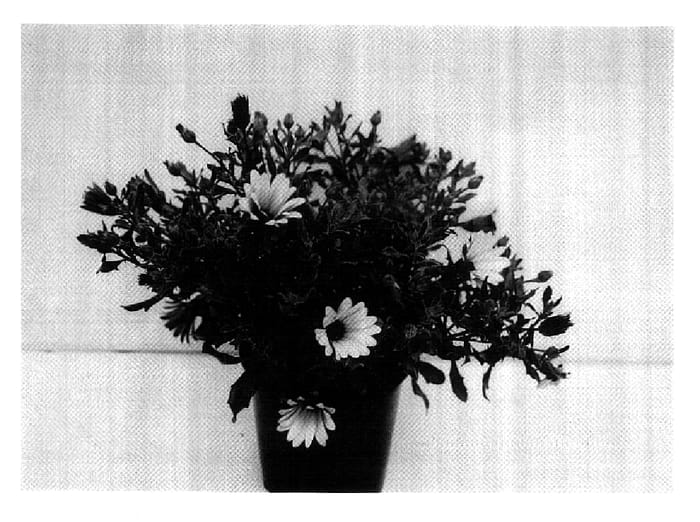 Figure 1 of US plant patent PP18245, the photograph of GG DEL PC06 printed in the patent.