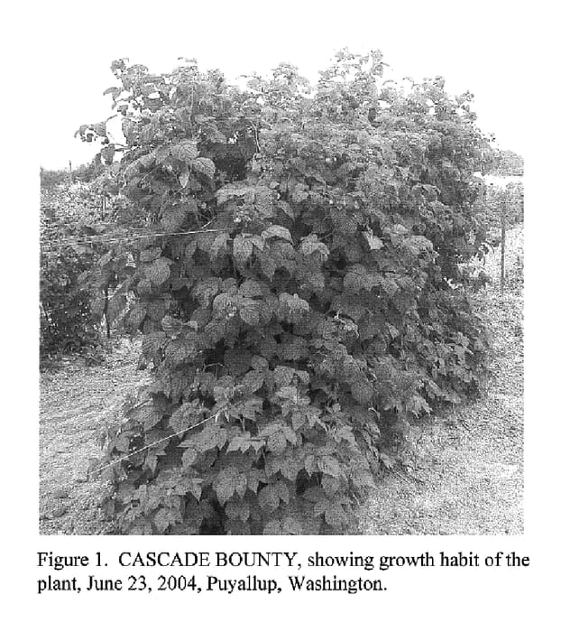 Figure 1 of US plant patent PP18246, the photograph of Cascade Bounty printed in the patent.