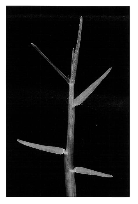 Figure 1 of US plant patent PP18247, the photograph of Premier printed in the patent.