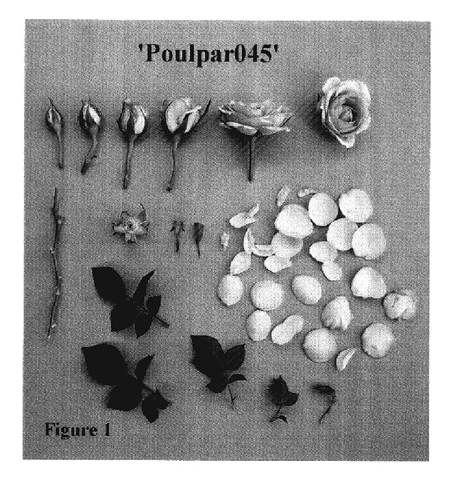 Figure 1 of US plant patent PP18248, the photograph of Poulpar045 printed in the patent.