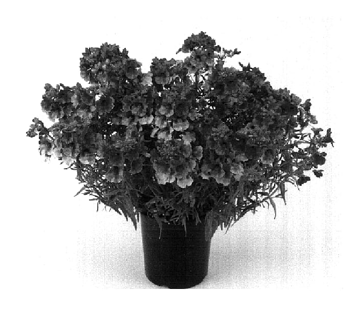 Figure 1 of US plant patent PP18249, the photograph of Kirine-14 printed in the patent.