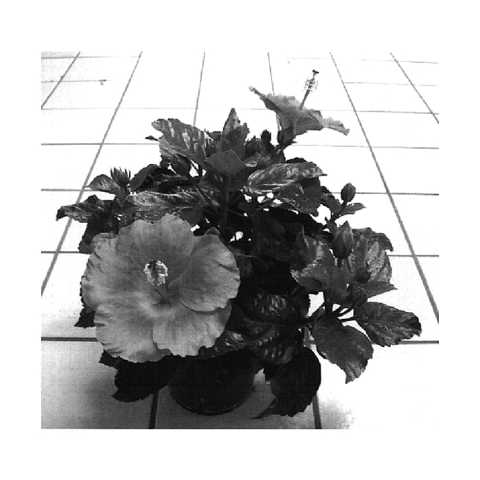 Figure 1 of US plant patent PP18250, the photograph of Tye-Dye Wind printed in the patent.