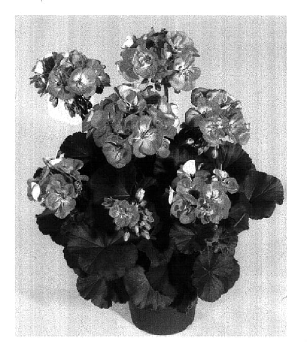 Figure 1 of US plant patent PP18251, the photograph of KLEP04131 printed in the patent.