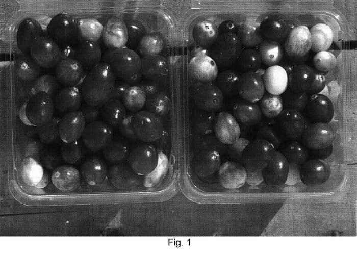 Figure 1 of US plant patent PP18252, the photograph of NJS98-23 printed in the patent.