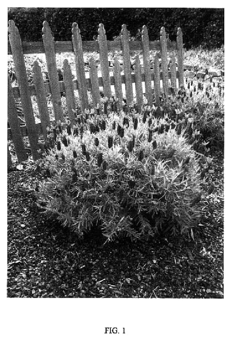 Figure 1 of US plant patent PP18254, the photograph of Violet Lace printed in the patent.