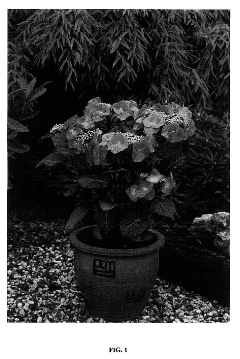 Figure 1 of US plant patent PP18255, the photograph of ZORRO printed in the patent.