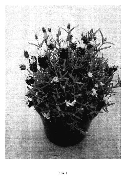 Figure 1 of US plant patent PP18256, the photograph of Boysenberry Ruffles printed in the patent.