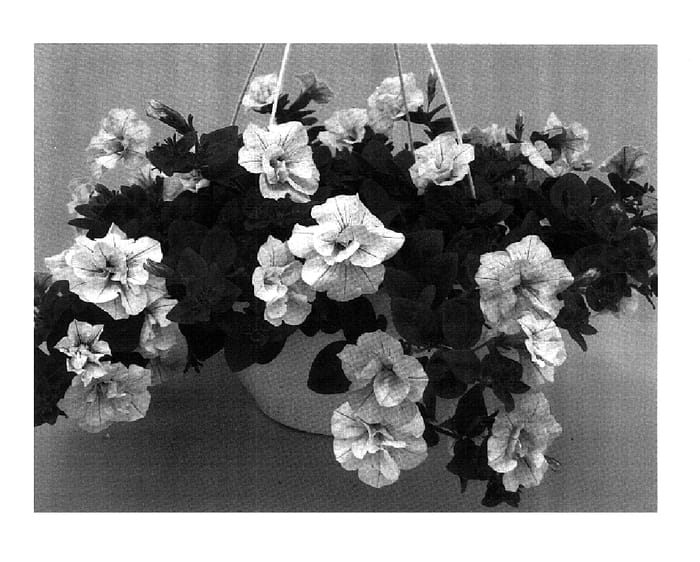 Figure 1 of US plant patent PP18257, the photograph of PET0601 printed in the patent.