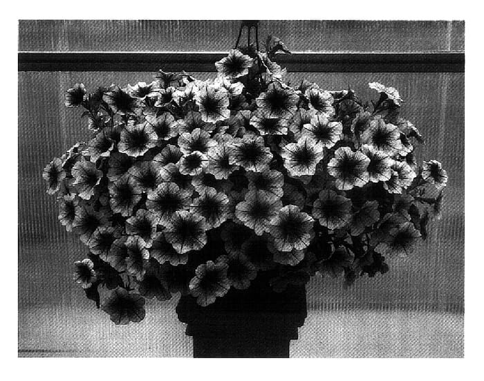 Figure 1 of US plant patent PP18258, the photograph of PET0602 printed in the patent.