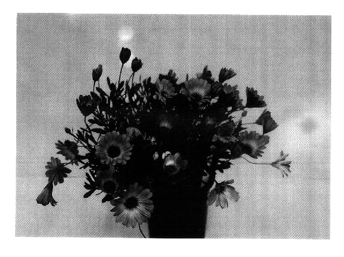 Figure 1 of US plant patent PP18259, the photograph of GG DEL PB06 printed in the patent.