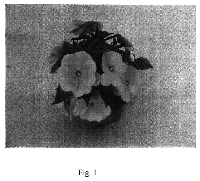 Figure 1 of US plant patent PP18260, the photograph of GruNeu 25 printed in the patent.