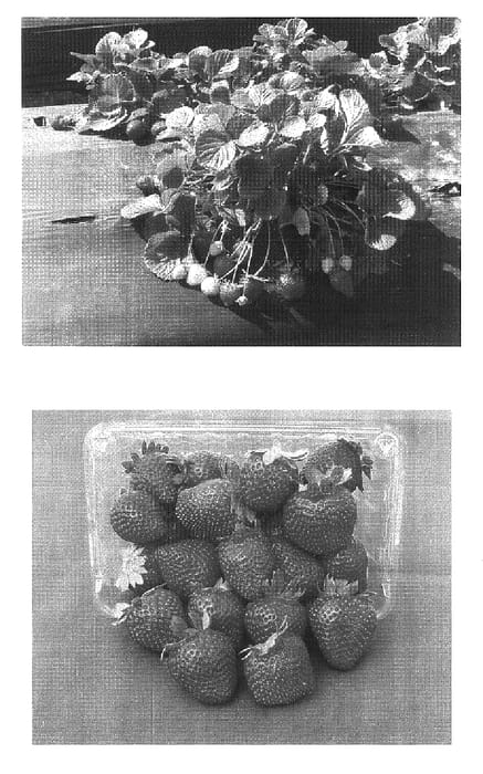 Figure 1 of US plant patent PP18261, the photograph of Carmine strawberry plant printed in the patent.