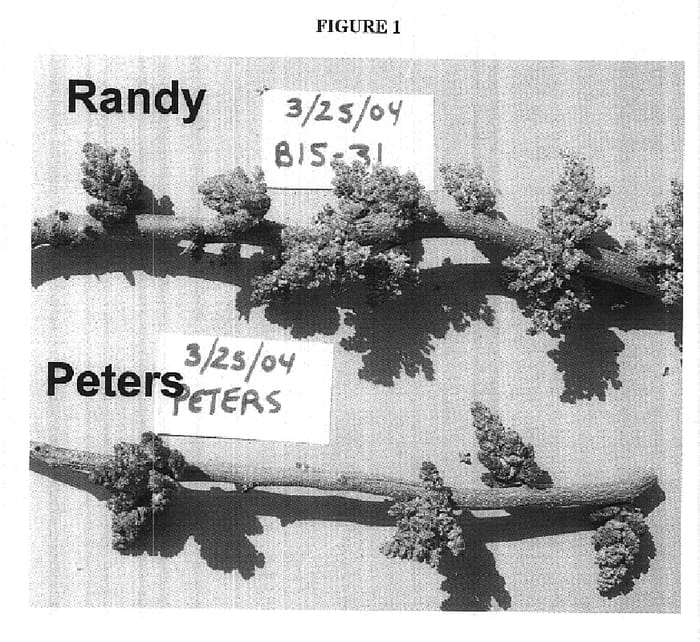 Figure 1 of US plant patent PP18262, the photograph of Randy printed in the patent.