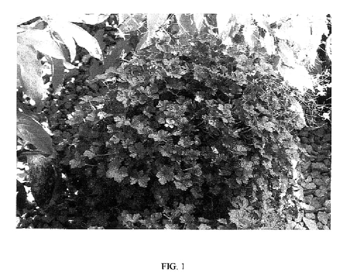 Figure 1 of US plant patent PP18263, the photograph of ORKNEY CHERRY printed in the patent.