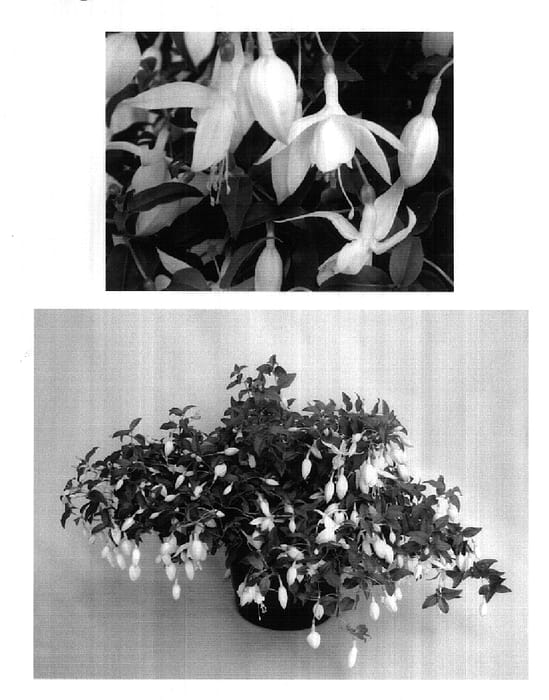 Figure 1 of US plant patent PP18264, the photograph of Kiefucor printed in the patent.