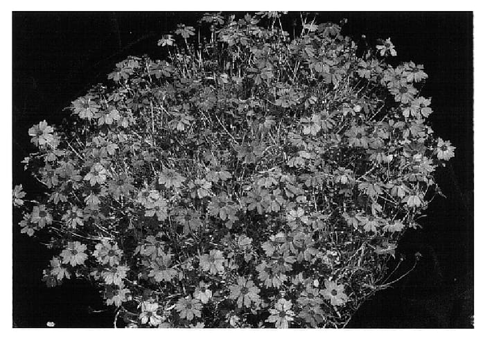 Figure 1 of US plant patent PP18265, the photograph of Pink Lemonade printed in the patent.