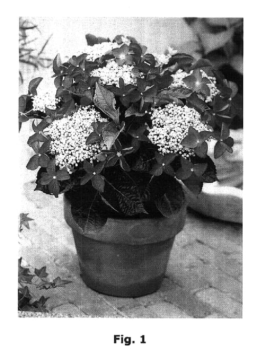 Figure 1 of US plant patent PP18266, the photograph of JON01 printed in the patent.