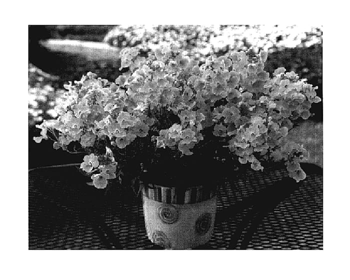 Figure 1 of US plant patent PP18267, the photograph of Kirine-1 printed in the patent.