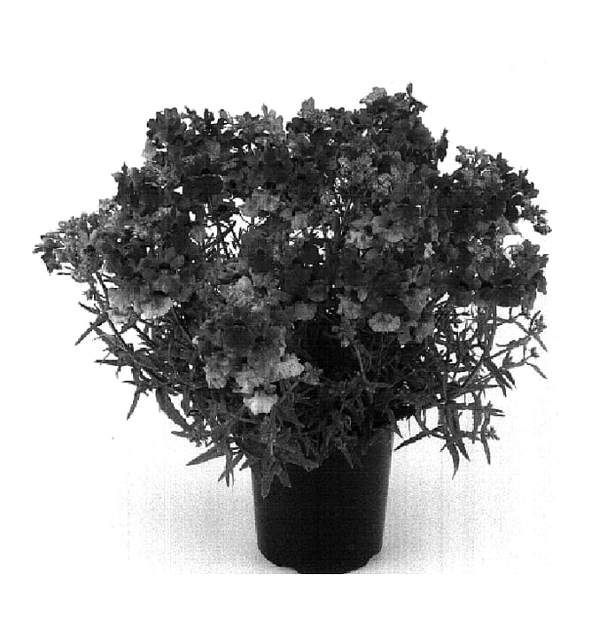 Figure 1 of US plant patent PP18268, the photograph of Kirine-9 printed in the patent.
