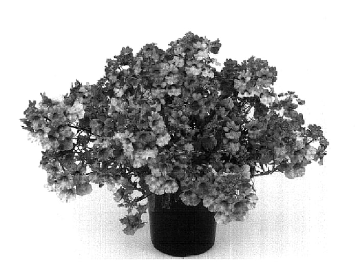 Figure 1 of US plant patent PP18269, the photograph of Kirine-12 printed in the patent.