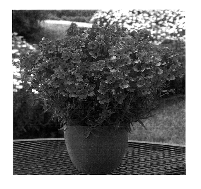 Figure 1 of US plant patent PP18270, the photograph of Kirine-15 printed in the patent.