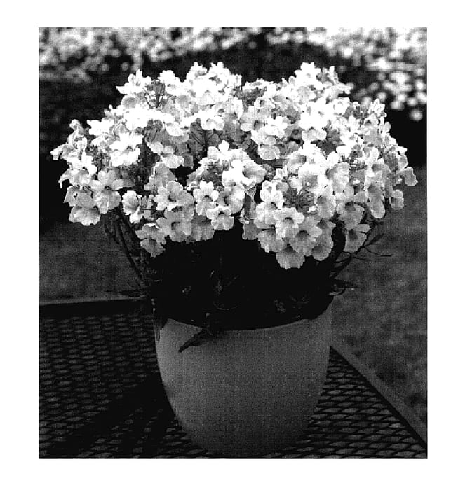 Figure 1 of US plant patent PP18271, the photograph of Kirine-4 printed in the patent.