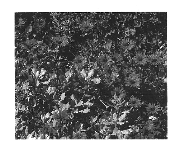Figure 1 of US plant patent PP18272, the photograph of KLEO04110 printed in the patent.