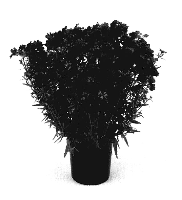 Figure 1 of US plant patent PP18273, the photograph of Kirine-13 printed in the patent.