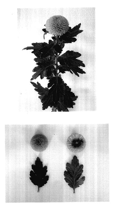 Figure 1 of US plant patent PP18274, the photograph of Dekchironne printed in the patent.