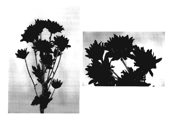 Figure 1 of US plant patent PP18275, the photograph of Yorock printed in the patent.